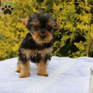 Popper, Yorkie Puppy
