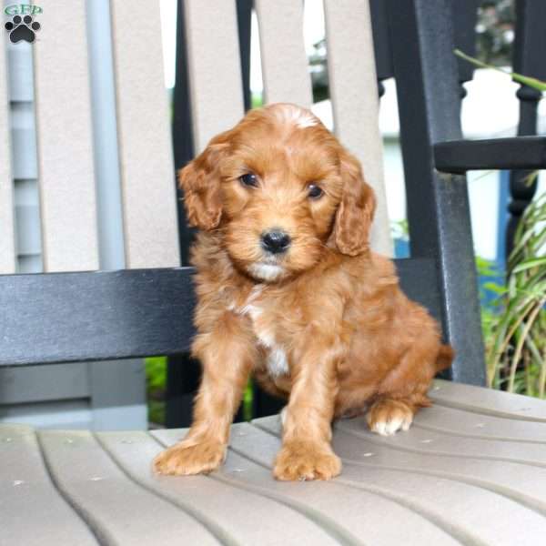 Amber, Mini Goldendoodle Puppy