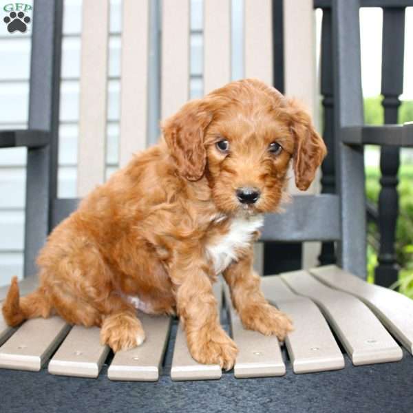 Archer, Mini Goldendoodle Puppy