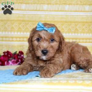 Michael, Mini Goldendoodle Puppy
