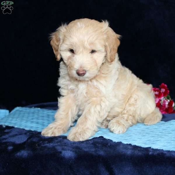Marcus, Mini Goldendoodle Puppy