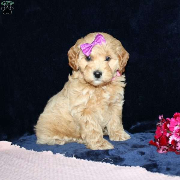 Malinda, Mini Goldendoodle Puppy