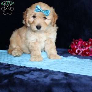 Matthew, Mini Goldendoodle Puppy