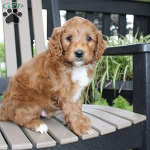 Ash, Mini Goldendoodle Puppy