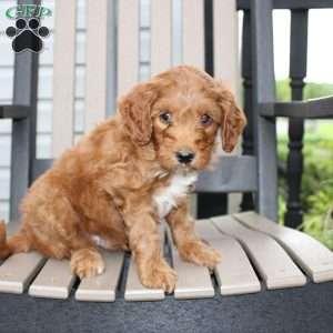 Archer, Mini Goldendoodle Puppy