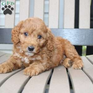 Axel, Mini Goldendoodle Puppy