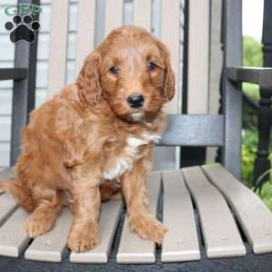 Ally, Mini Goldendoodle Puppy