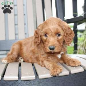 Ava, Mini Goldendoodle Puppy