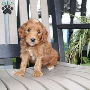 Amber, Mini Goldendoodle Puppy