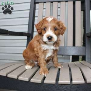 Amy, Mini Goldendoodle Puppy