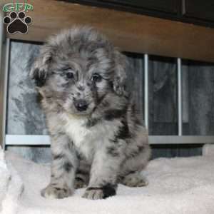 Vince, Mini Aussiedoodle Puppy