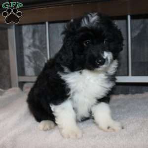 Velcro, Mini Aussiedoodle Puppy