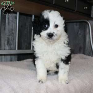 Valerie, Mini Aussiedoodle Puppy