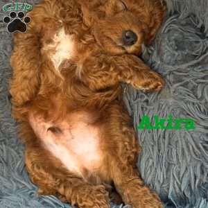 Akira, Mini Labradoodle Puppy