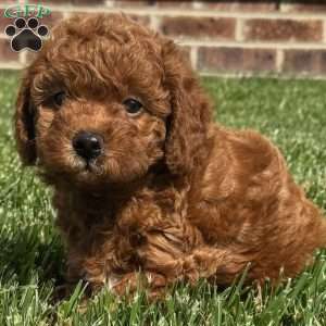 Akira, Mini Labradoodle Puppy