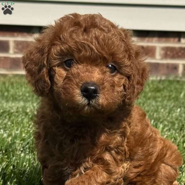 Akira, Mini Labradoodle Puppy
