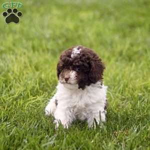 Hayes, Toy Poodle Puppy