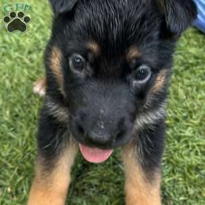 Dolche, German Shepherd Puppy