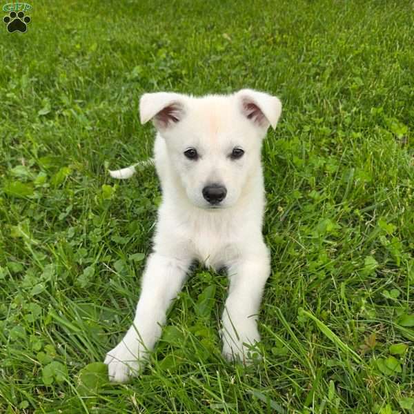 Jax, German Shepherd Puppy