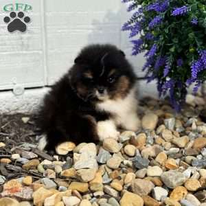 Little Leo, Pomeranian Puppy