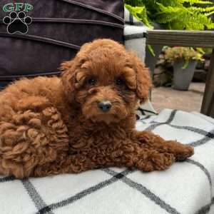Paisley, Toy Poodle Puppy
