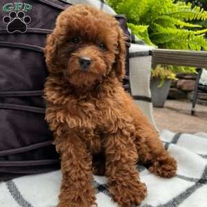 Poppy, Toy Poodle Puppy