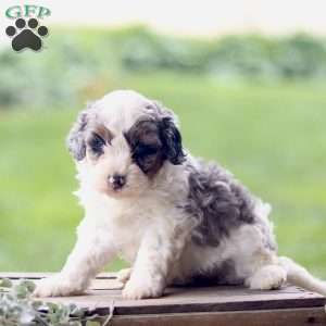 Lily, Cavapoo Puppy