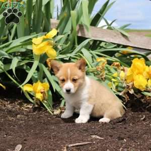 Sprinkles, Pembroke Welsh Corgi Puppy