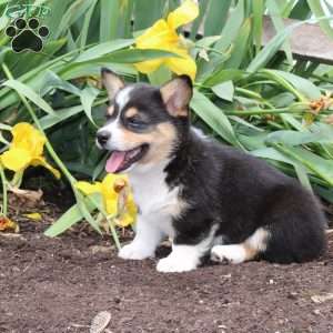 Sally, Pembroke Welsh Corgi Puppy