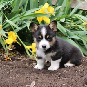 Stacey, Pembroke Welsh Corgi Puppy