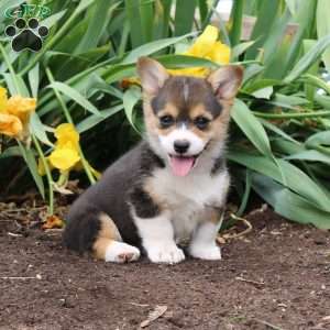Stella, Pembroke Welsh Corgi Puppy