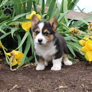 Silver, Pembroke Welsh Corgi Puppy