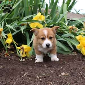 Sport, Pembroke Welsh Corgi Puppy