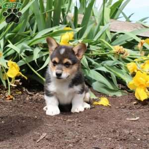 Samson, Pembroke Welsh Corgi Puppy