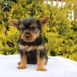 Margie, Yorkie Puppy