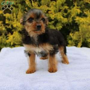 Missy, Yorkie Puppy