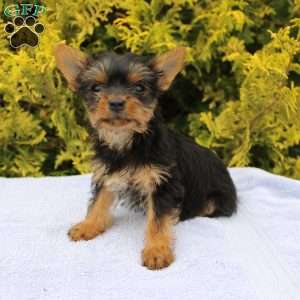 Midge, Yorkie Puppy