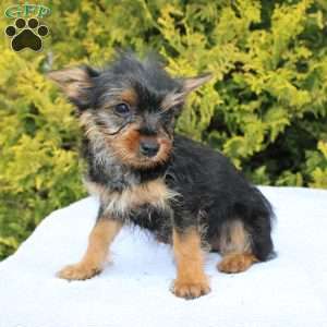 Muffin, Yorkie Puppy