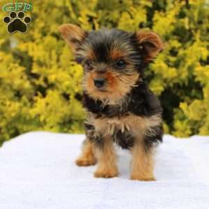 Popper, Yorkie Puppy