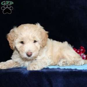 Matthew, Mini Goldendoodle Puppy