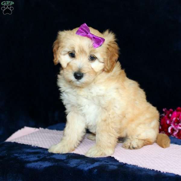 Mattie, Mini Goldendoodle Puppy