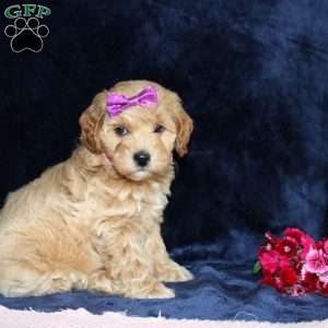 Malinda, Mini Goldendoodle Puppy