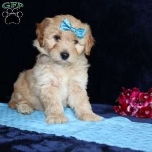 Matthew, Mini Goldendoodle Puppy