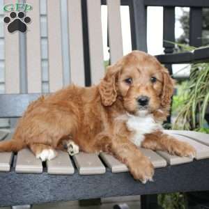 Ash, Mini Goldendoodle Puppy