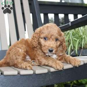 Axel, Mini Goldendoodle Puppy