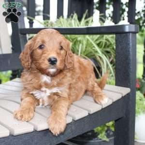Ally, Mini Goldendoodle Puppy