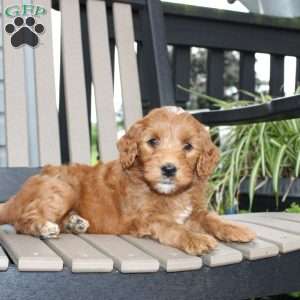Amber, Mini Goldendoodle Puppy