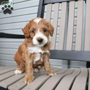 Amy, Mini Goldendoodle Puppy
