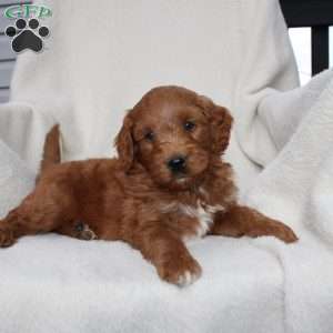 Ace, Mini Goldendoodle Puppy