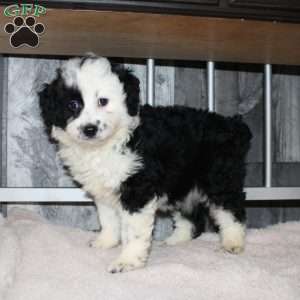 Valerie, Mini Aussiedoodle Puppy